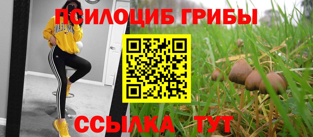 Псилоцибиновые грибы мицелий Калининград